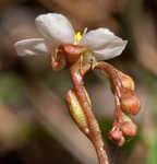 Pink sundew